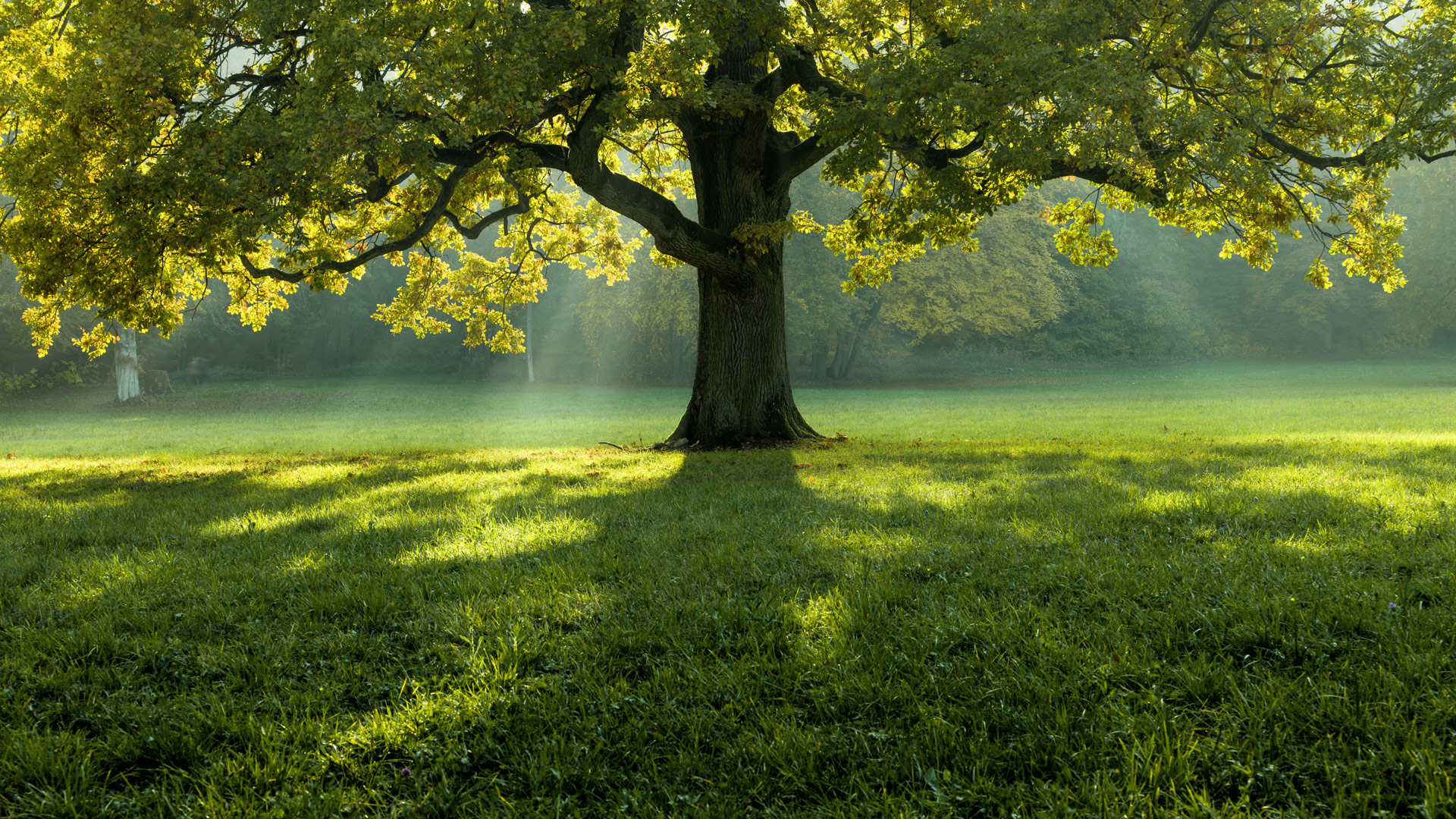 header-nachhaltigkeit Großer Baum auf grüner Wiese als Symbol für nachhaltige Umweltkonzepte