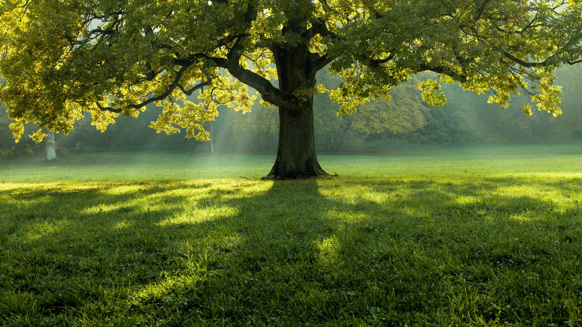 Großer Baum auf grüner Wiese als Symbol für nachhaltige Umweltkonzepte
