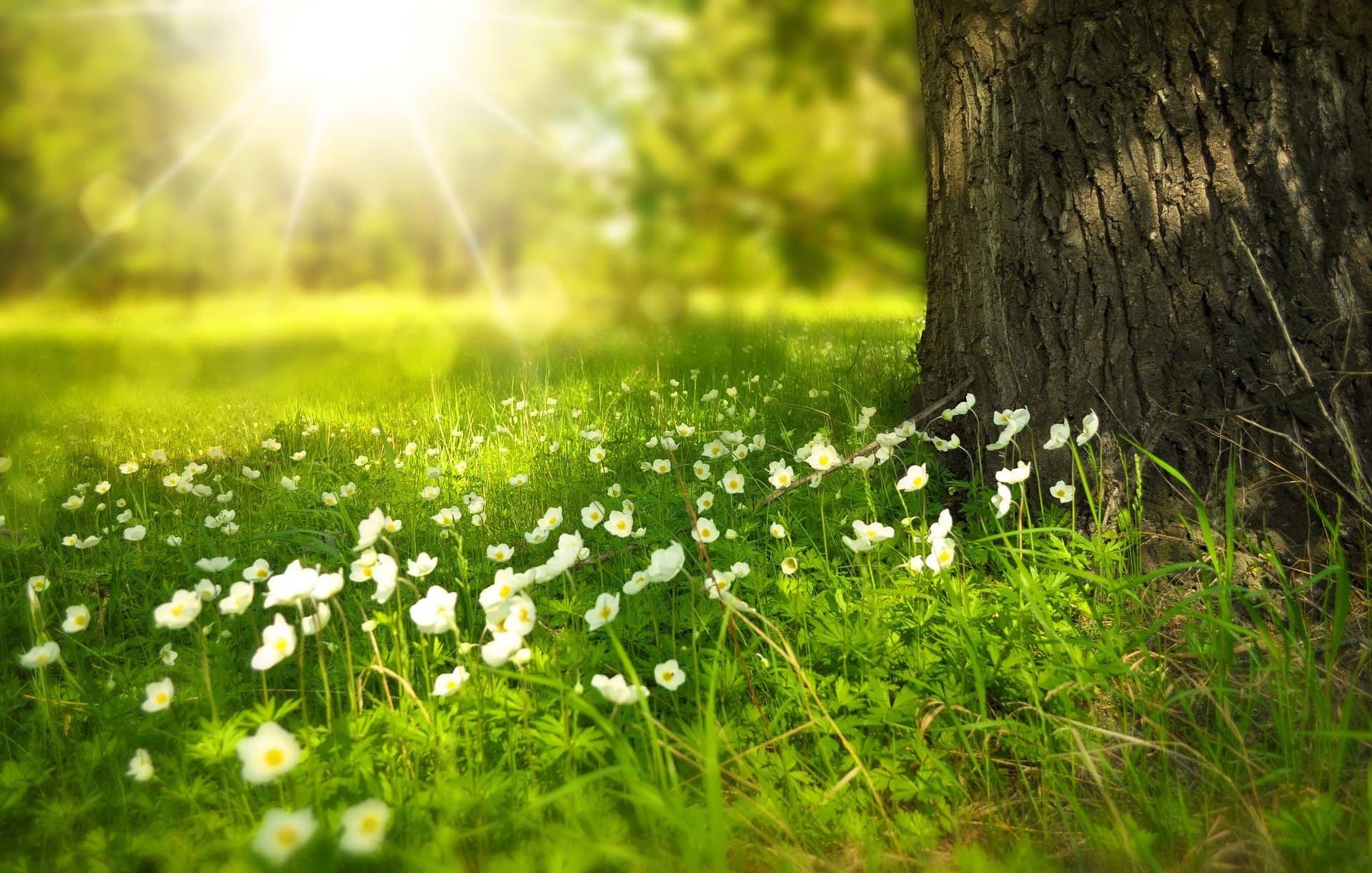 grüne Wiese mit Baum und Blumen